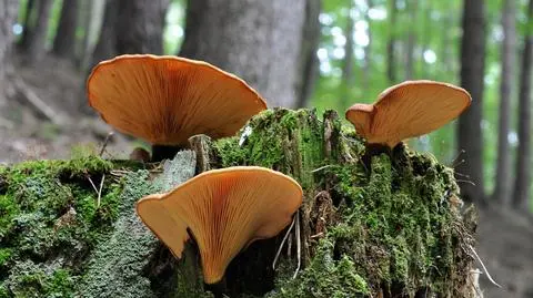 Krowiak aksamitny Paxillus atrotomentosus