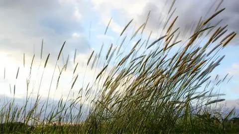 Środa zapowiada się wietrznie