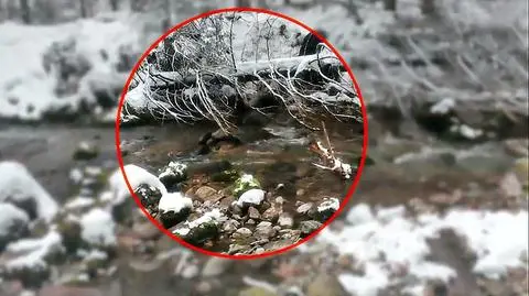 Nie żyje niedźwiedzica, która wybudziła się tuż przed sylwestrem