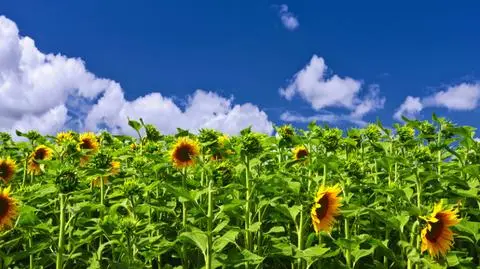 Ładna pogoda zostanie z nami krótko