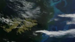 Fitoplankton na wschód od Falklandów