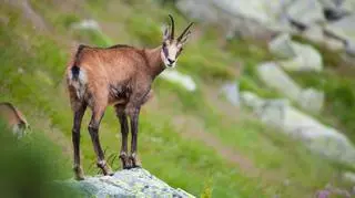 Kozica tatrzańska jest gatunkiem chronionym