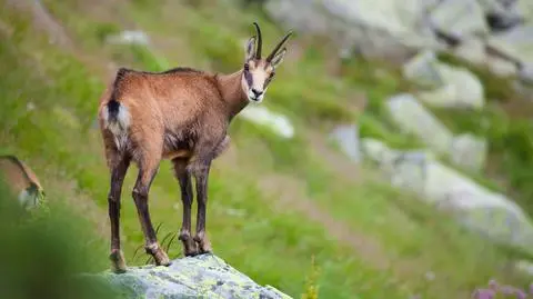 Policzyli tatrzańskie kozice