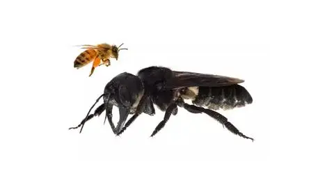 Porównanie wielkości pszczoły miodnej i pszczoły Wallece'a (Megachile pluto)