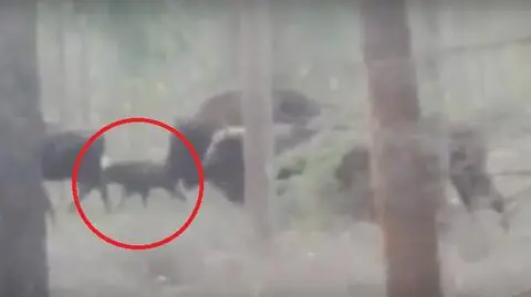 W Puszczy Augustowskiej urodziła się żubrzyca. Możecie wybrać jej imię