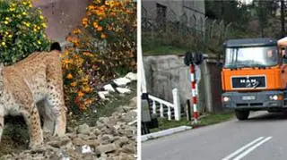 Samica rysia na ulicach Żegiestowa