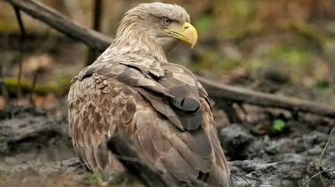 Leśnicy uratowali poturbowanego drapieżnika. Niedługo orzeł wróci na wolność