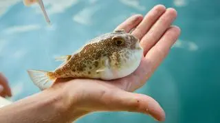 Ryba fugu jest trująca