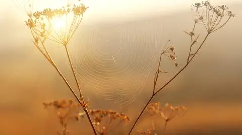 Babie lato może nadejść około 10 października