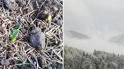 Tak wiosna miesza się z zimą 