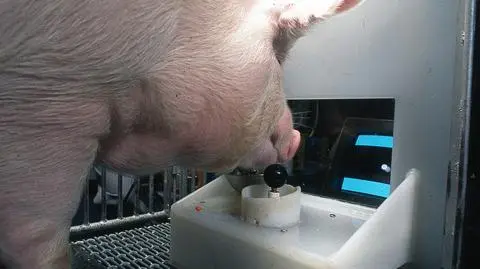 Jedna ze świń podczas testu (Eston Martz/Pennsylvania State University)