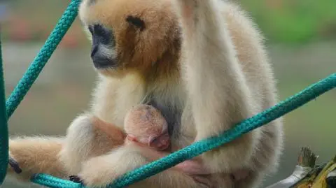 We wrocławskim zoo urodził się gibon