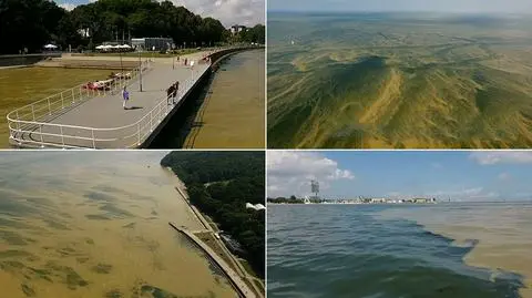 Sinice to nie glony. Skąd się wzięły na polskim wybrzeżu?