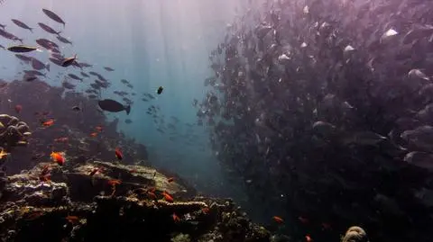 Wody oceanu wciąż tętnią od życia