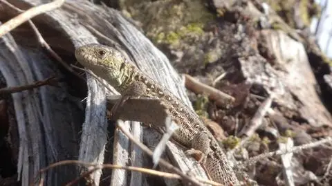 Leśna sesja w wiosennym słońcu. Zwinka w roli modelki