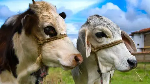 Brytyjscy podatnicy sfinansują leczenie wzdęć u kolumbijskich krów