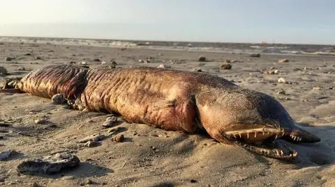 Tajemniczy stwór na plaży 