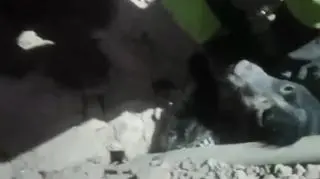 Pies uratowany po trzęsieniu ziemi
