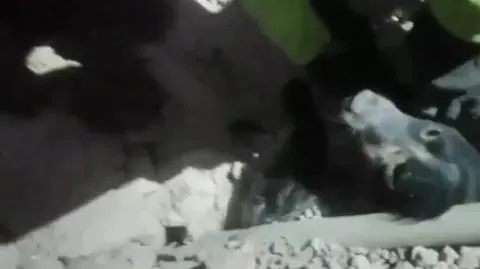Spędził dwa dni pod gruzami. Szczeniak uratowany po trzęsieniu ziemi