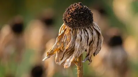 Podsumowanie 2019 roku pod kątem klimatu