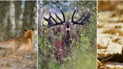 Niezwykłe zdjęcia dzikich zwierząt w obiektywie Reportera 24