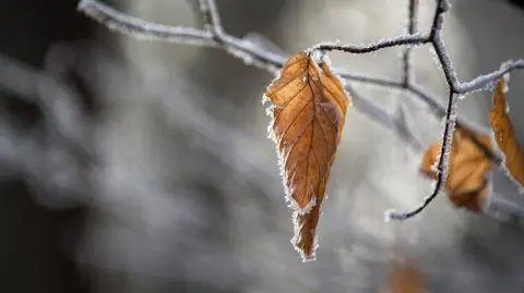 Popada deszcz ze śniegiem i śnieg