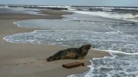 Foka wylegiwała się na plaży w Kuźnicy