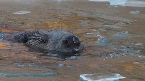 To nie mors, to bóbr! Gryzoń gapi się spod lodu