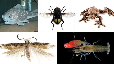 Nazewnictwo nowych gatunków