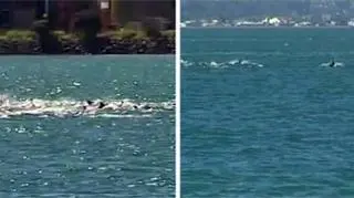 Delfiny u wybrzeży Wellington