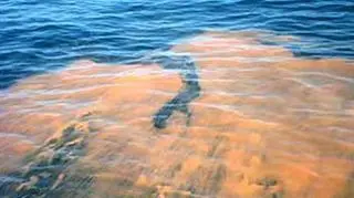 Zakwit glonów (NOAA)