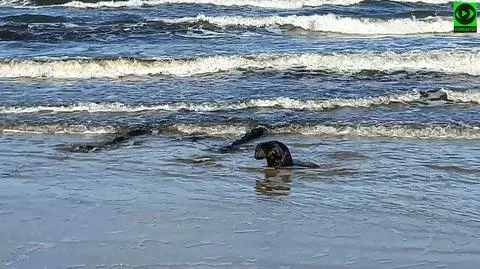 "Zażywał kąpieli, zachowywał się wesoło". Bóbr w bałtyckich falach
