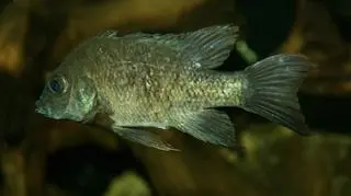 Poszukiwana samica Mangarahara cichlid 