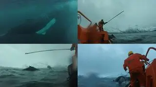 Wieloryb uratowany w Norwegii