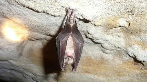 Podkowiec duży (Rhinolophus ferrumequinum)