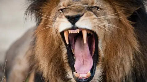 Lwy pożarły kłusowników. Znaleziono ludzkie szczątki, siekierę i trzy pary butów