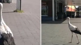 Bocian beztrosko spacerował wzdłuż Biedronki