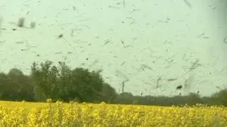 Pszczoły zaatakowały 300 Węgrów