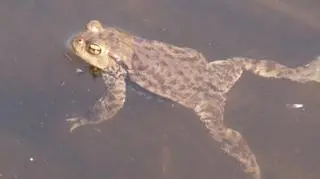 Gdańszczanie ratują ropuchy