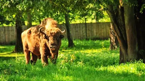 160 ha łąk z myślą o żubrach. Zapłacą rolnikom za siano