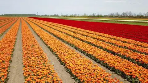To nie Holandia. Morze tulipanów w Polsce