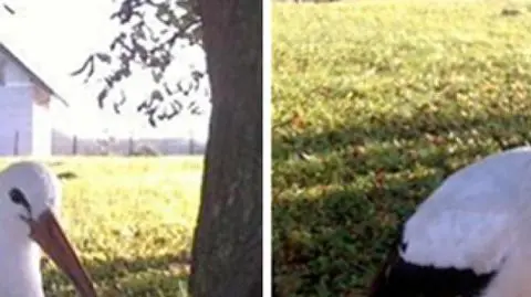 "Smażą mu wątróbkę, z rarytasów nie będzie rezygnował"