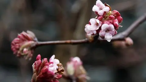 Wszędzie śnieg, a w Szczecinie kwitnie kalina