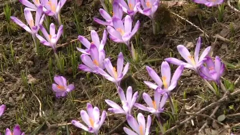 Wiosna w Tatry przychodzi późno. Krokusy pokazują, że niebawem "zaguści na dobre"