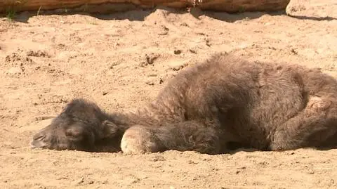 Młody wielbłąd dwugarbny w łódzkim ZOO