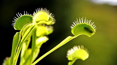W starciu z tą rośliną mrówki nie mają szans