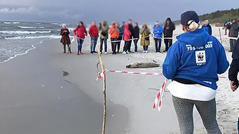 Foka Celebrytka odpoczywała w Krynicy Morskiej
