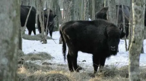 Już wiadomo ile żubrów żyje w Puszczy Białowieskiej. Jest ich coraz więcej