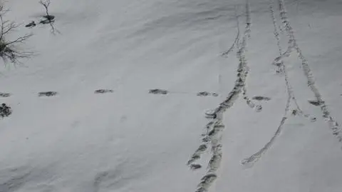 Armia twierdzi, że znalazła ślady yeti. Badacze i internauci drwią
