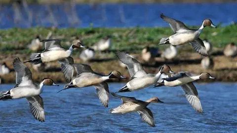 Myśliwi zatruwają życie ptakom. Ołowiem